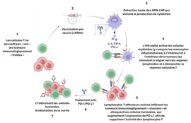 Agrandir l'image (fenêtre modale)