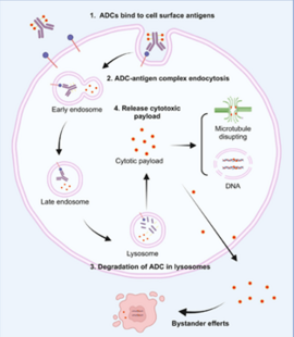 Agrandir l'image (fenêtre modale)