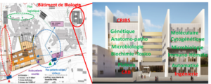 CRIBS - CHU de Montpellier - Enlarge picture (modal window)